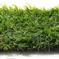 Java Moss on 3 x 3 mat - Foreground Carpet Aquarium Plant