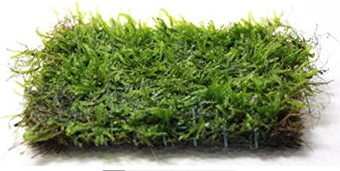 Java Moss on 3 x 3 mat - Foreground Carpet Aquarium Plant