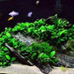 Potted Anubias Plants | Live Freshwater Aquatic Plants for Aquariums and Terrariums - Low Light, Low Maintenance Plants. (Potted Anubias Petite)