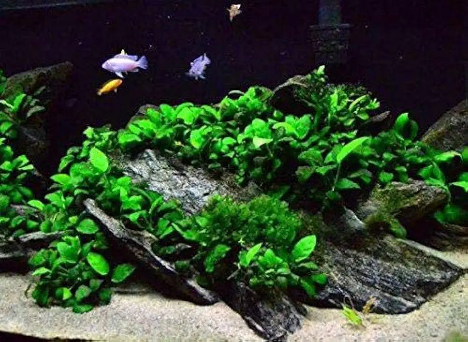 Potted Anubias Plants | Live Freshwater Aquatic Plants for Aquariums and Terrariums - Low Light, Low Maintenance Plants. (Potted Anubias Petite)
