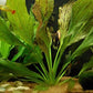 Potted Live Aquarium Plants | Freshwater Aquatic Plants for Aquariums (Ozelot Sword)