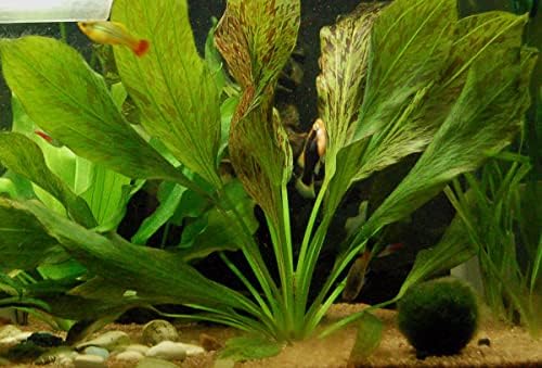 Potted Live Aquarium Plants | Freshwater Aquatic Plants for Aquariums (Ozelot Sword)