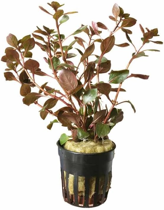 Potted Live Aquarium Plants | Freshwater Aquatic Plants for Aquariums (Red Ludwigia Palustris)