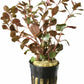 Potted Live Aquarium Plants | Freshwater Aquatic Plants for Aquariums (Red Ludwigia Palustris)