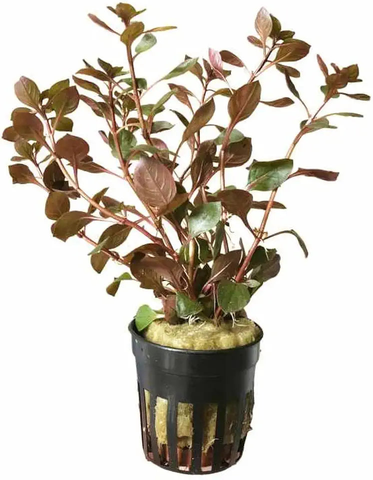 Potted Live Aquarium Plants | Freshwater Aquatic Plants for Aquariums (Red Ludwigia Palustris)