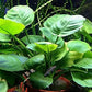 Potted Anubias Plants | Live Freshwater Aquatic Plants for Aquariums and Terrariums - Low Light, Low Maintenance Plants. (Potted Anubias Coin)
