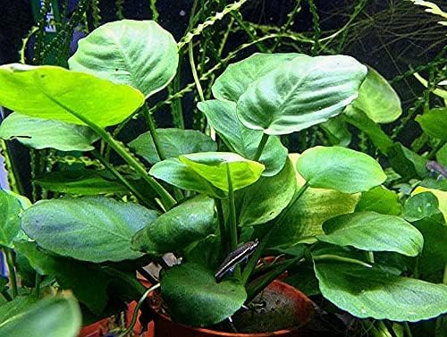 Potted Anubias Plants | Live Freshwater Aquatic Plants for Aquariums and Terrariums - Low Light, Low Maintenance Plants. (Potted Anubias Coin)