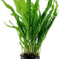Potted Live Aquarium Plants Bundle - Easy and Snail Free Aquatic Plants (2 Pots)