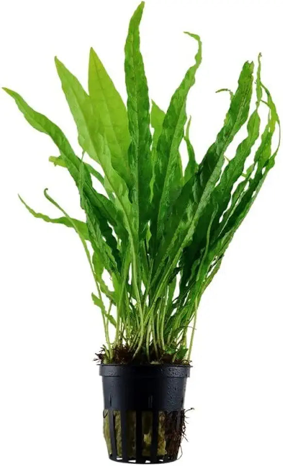 Potted Live Aquarium Plants Bundle - Easy and Snail Free Aquatic Plants (2 Pots)