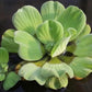 Water Lettuce | Live Floating Pond Plants for Water Gardens (Water Lettuce, 3, Count)