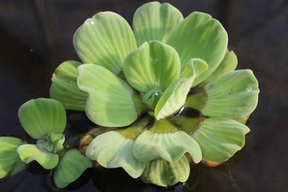 Water Lettuce | Live Floating Pond Plants for Water Gardens (Water Lettuce, 3, Count)
