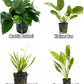 4 Potted Live Aquarium Plants Bundle - Anubia, Amazon Sword, Kleiner Bar, Narrow Leaf