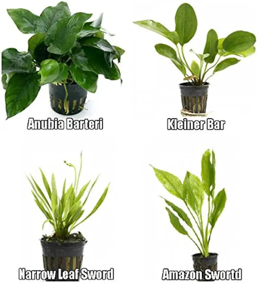 4 Potted Live Aquarium Plants Bundle - Anubia, Amazon Sword, Kleiner Bar, Narrow Leaf