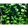 Discus-Warm Water Aquarium Plant Bundle