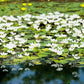 Floating Plants for Water Gardens and Ponds (Water Snowflake)