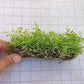 Aquatic Plants on Mats (Dwarf Pennywort on 5" X 3" mat)