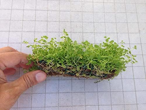 Aquatic Plants on Mats (Dwarf Pennywort on 5" X 3" mat)