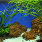 Crinum Calamistratum Onion Plant - Easy Tropical Live Aquarium Plant