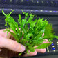 Java Fern Windelow - Easy Freshwater Live Aquarium Plant