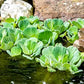 Floating Plant Bundle – Live Aquatic Plants for Ponds & Aquariums (1 Water Lettuce (Pistia stratiotes) and 1 Water Hyacinth (Eichhornia crassipes) Bundle, 1, Count)