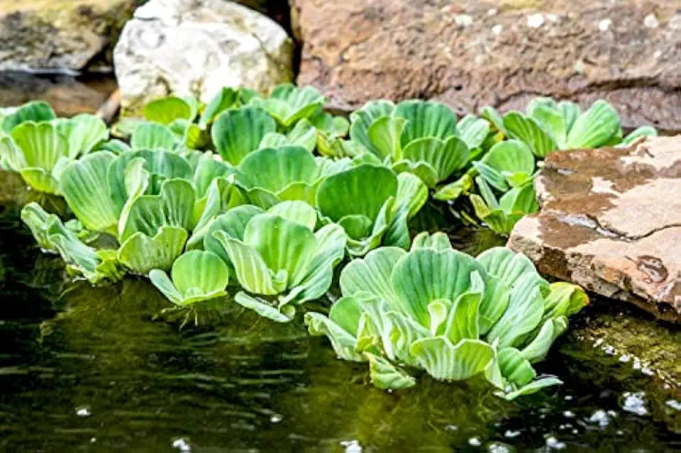 Floating Plant Bundle – Live Aquatic Plants for Ponds & Aquariums (1 Water Lettuce (Pistia stratiotes) and 1 Water Hyacinth (Eichhornia crassipes) Bundle, 1, Count)