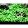 Staurogyne Repens Tissue Cultured - Foreground Aquarium Plant