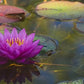 Water Lettuce (Pistia stratiotes) + Common Water Hyancinth (Eichhornia crassipes) Bundle + Water Lily Tuber Bundle- Floating Live Pond Plants