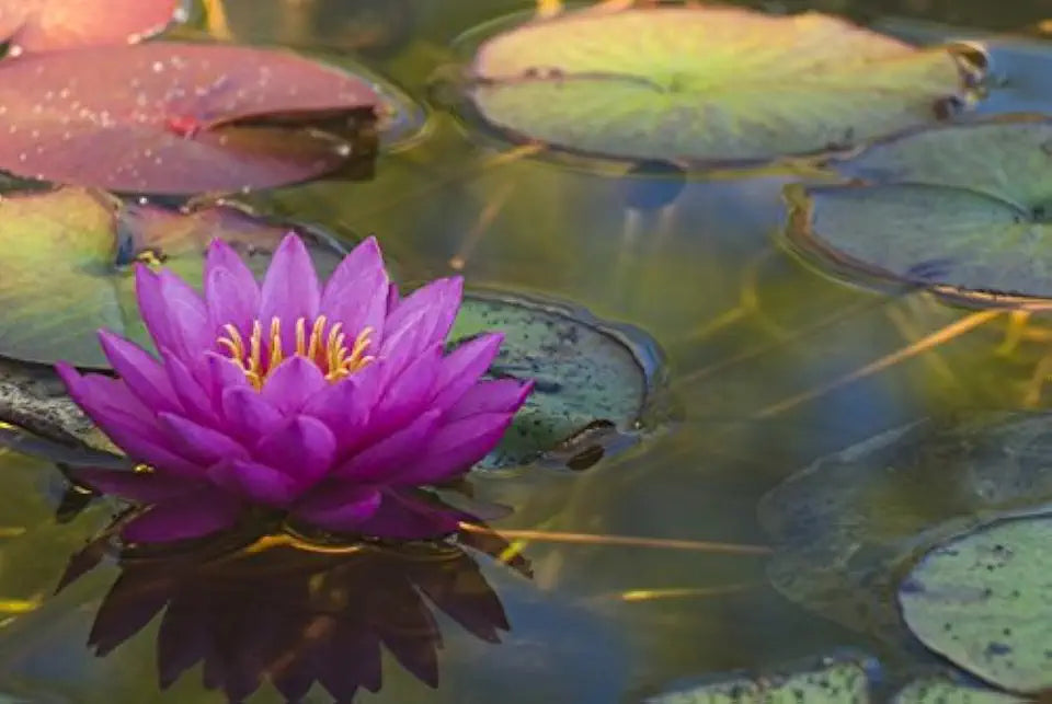 Water Lettuce (Pistia stratiotes) + Common Water Hyancinth (Eichhornia crassipes) Bundle + Water Lily Tuber Bundle- Floating Live Pond Plants
