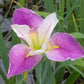 Louisiana Iris Bog Pond Plant - Colorific - White and Purple Louisiana Iris Marginal Pond Plant from AquaLeaf Aquatics