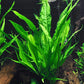 Potted Live Aquarium Plants Bundle - Easy and Snail Free Aquatic Plants (2 Pots)