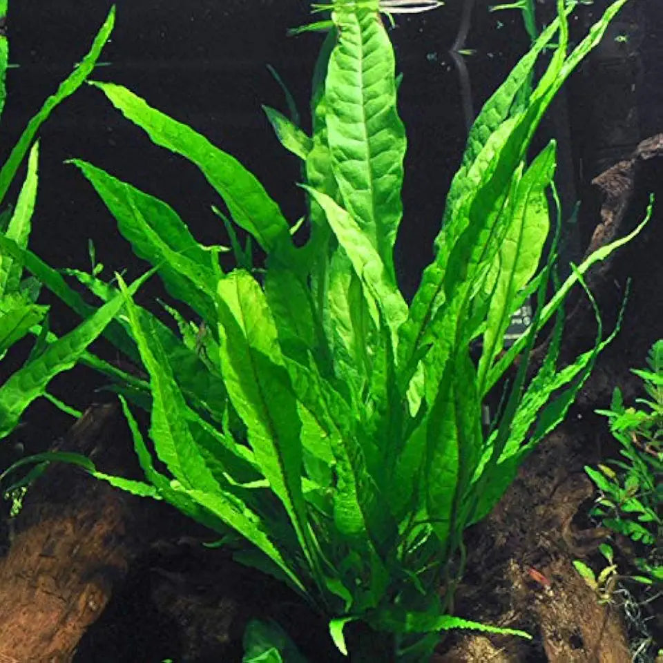 Potted Live Aquarium Plants Bundle - Easy and Snail Free Aquatic Plants (2 Pots)