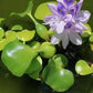 Water Lettuce (Pistia stratiotes) + Common Water Hyancinth (Eichhornia crassipes) Bundle + Water Lily Tuber Bundle- Floating Live Pond Plants