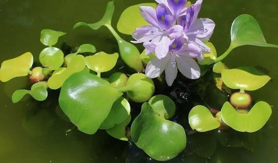 Water Lettuce (Pistia stratiotes) + Common Water Hyancinth (Eichhornia crassipes) Bundle + Water Lily Tuber Bundle- Floating Live Pond Plants