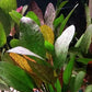 Potted Live Aquarium Plants | Freshwater Aquatic Plants for Aquariums (Red Flame Sword)