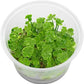 Tissue Culture Live Aquarium Plants | in Vitro Freshwater Aquatic Plants for Small Aquariums and Foreground (Dwarf Pennywort)