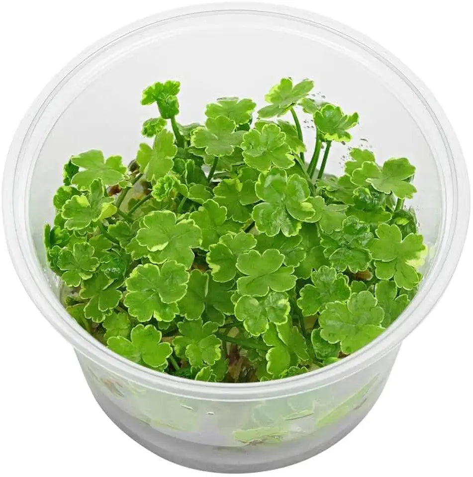 Tissue Culture Live Aquarium Plants | in Vitro Freshwater Aquatic Plants for Small Aquariums and Foreground (Dwarf Pennywort)