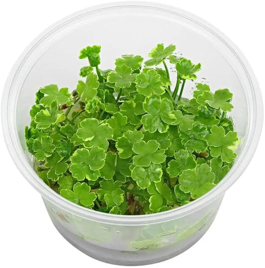 Tissue Culture Live Aquarium Plants | in Vitro Freshwater Aquatic Plants for Small Aquariums and Foreground (Dwarf Pennywort)