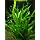 Discus-Warm Water Aquarium Plant Bundle