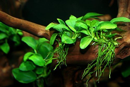 Potted Anubias Nana Aquarium Plant