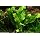 Discus-Warm Water Aquarium Plant Bundle