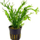 Potted Microsorum Plants - Java Fern | Live Freshwater Aquatic Plants for Aquariums and Terrariums - Low Light, Low Maintenance Plants. (Potted Microsorum Windelov)