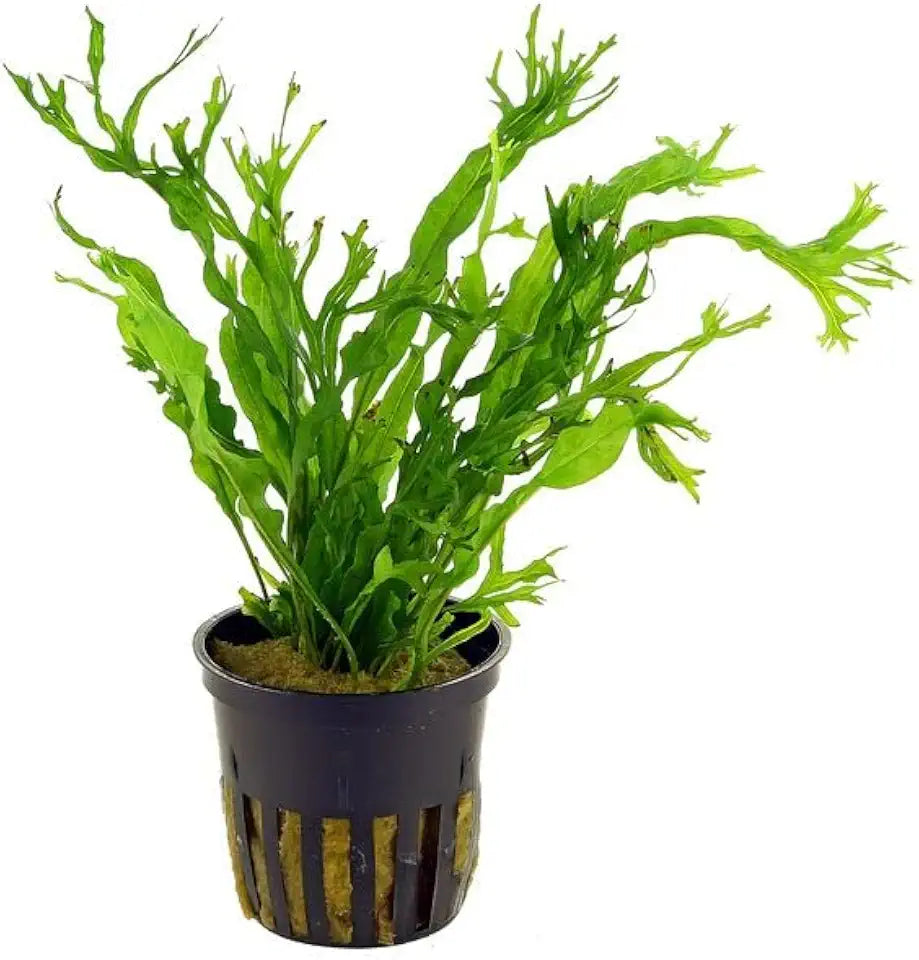 Potted Microsorum Plants - Java Fern | Live Freshwater Aquatic Plants for Aquariums and Terrariums - Low Light, Low Maintenance Plants. (Potted Microsorum Windelov)
