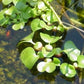 Water Hyancinth - Floating Live Pond Plant by Aquarium Plants Discounts