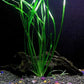 Cichlid Live Aquarium Plants Bundle
