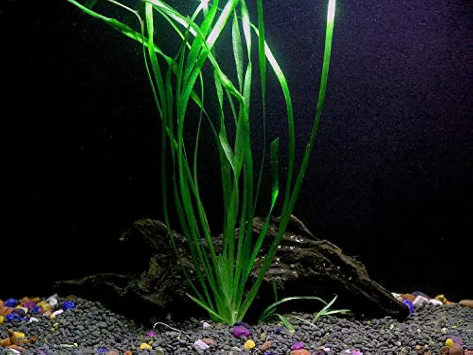 Cichlid Live Aquarium Plants Bundle