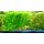 Jungle Vallisneria Rooted Plants 15-20 inches Tall - Easy Background Aquarium Plants