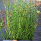 Dwarf Horsetail Rush Bog Pond Plant by AquaLeaf Aquatics - Easy Marginal Pond Plant