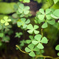 Foreground Potted Live Aquarium Plants | Freshwater Aquatic Plants for Aquariums (Potted Dwarf Cloverleaf)