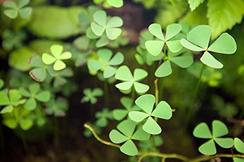 Foreground Potted Live Aquarium Plants | Freshwater Aquatic Plants for Aquariums (Potted Dwarf Cloverleaf)