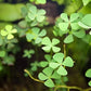 Potted Live Aquarium Plants | Freshwater Aquatic Plants for Aquariums (Clover Leaf)